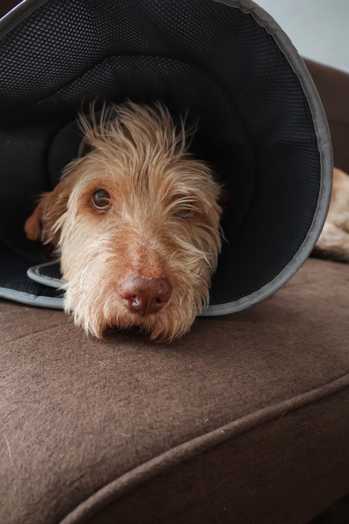 Dog wearing soft recovery cone resting on sofa after surgery