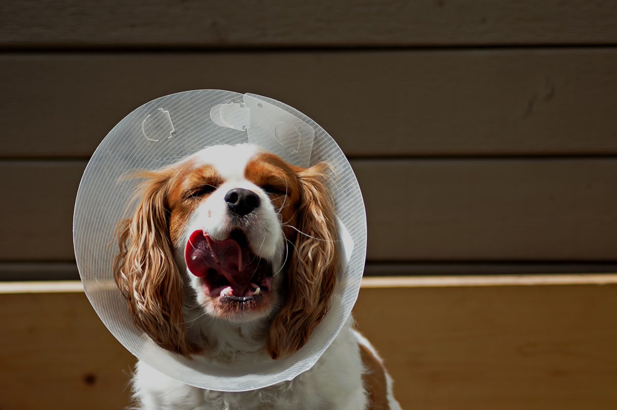 Veterinarian examining dog skin condition and hot spots