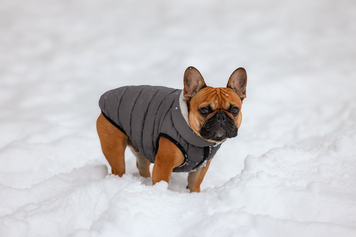 French Bulldog wearing grey puffer winter coat standing in deep snow