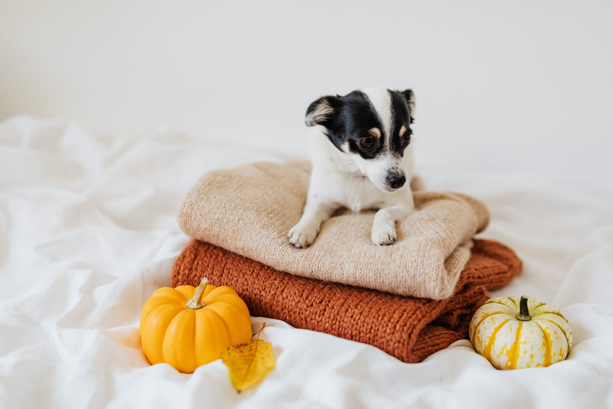 Small dog lying on cozy blankets next to decorative pumpkins for fall