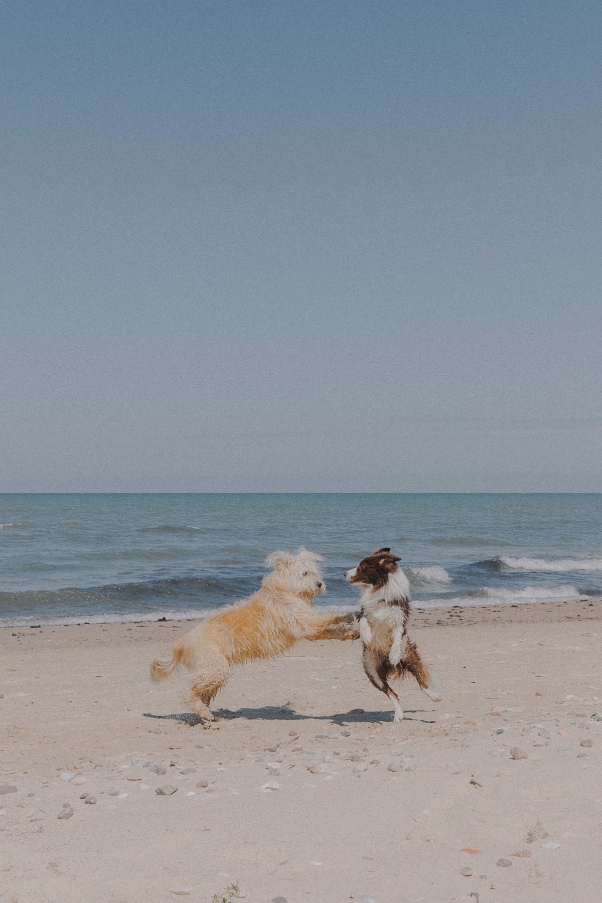 Two dogs playing on beach during sunny summer day