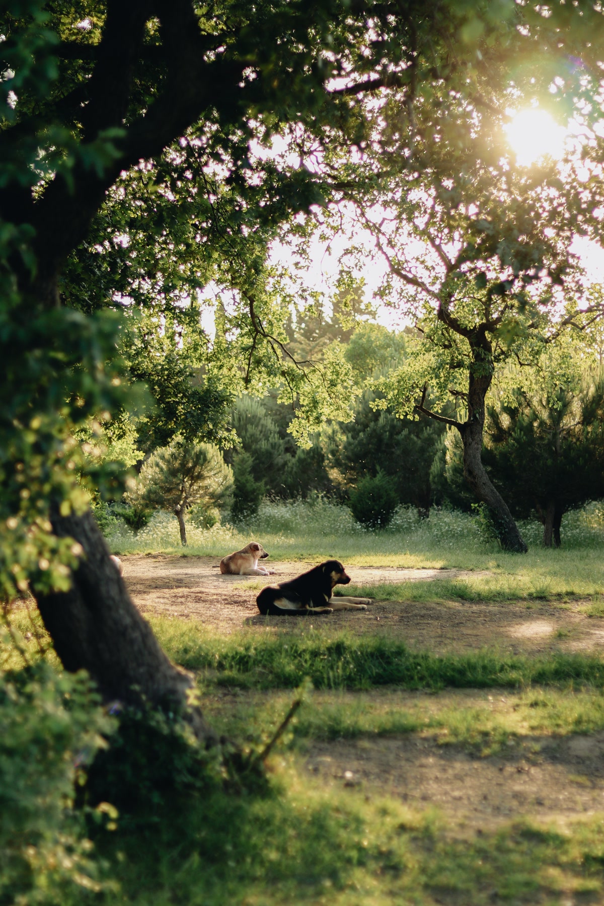 Two dogs resting in shade under trees in park to stay cool on hot day