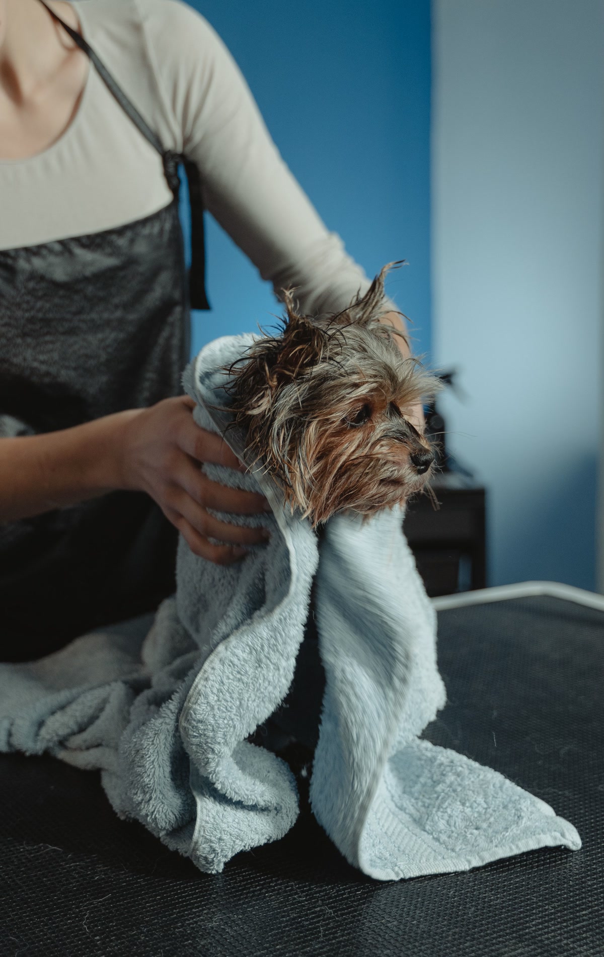 Person wrapping wet yorkshire terrier in blue towel to dry after bath