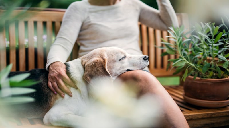 senior dog with arthritis walking slowly on grass during leash walk
