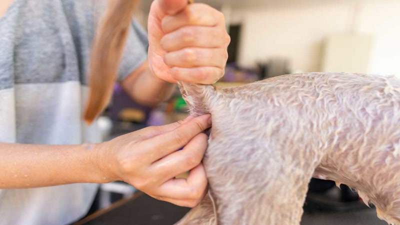 canned pumpkin fiber supplement for dog anal gland health