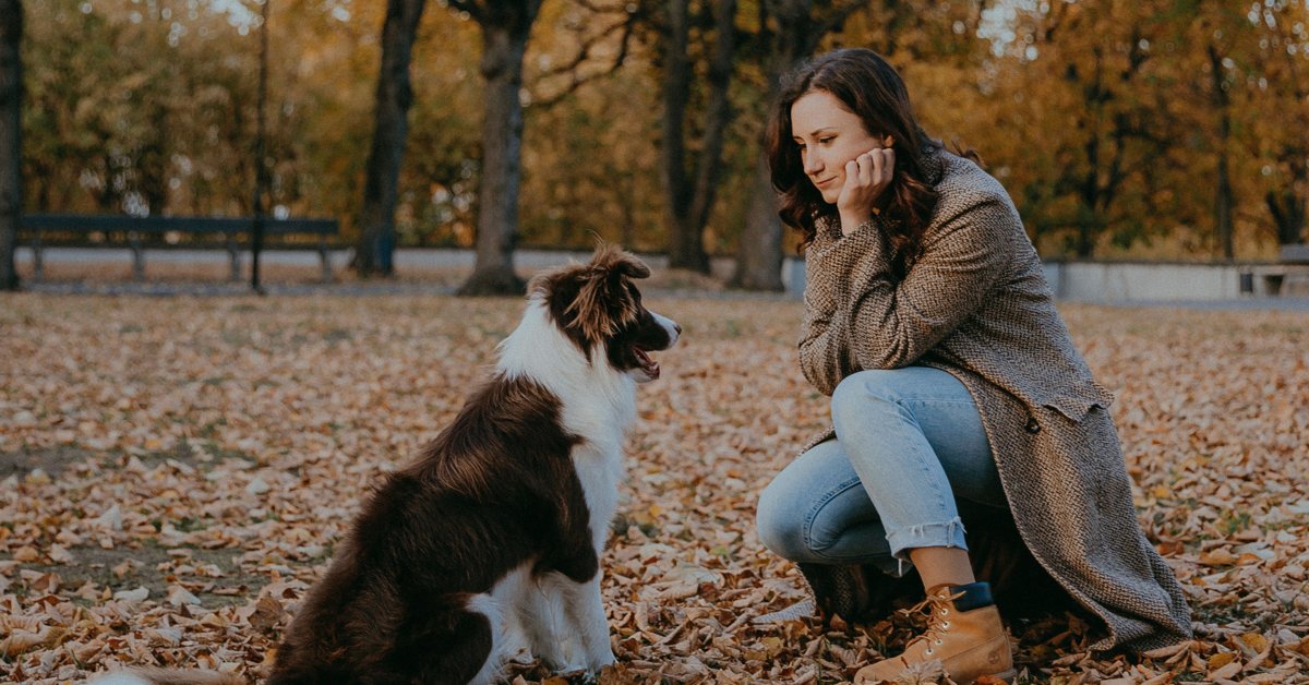 A dog being brushed outdoors in an autumn park setting