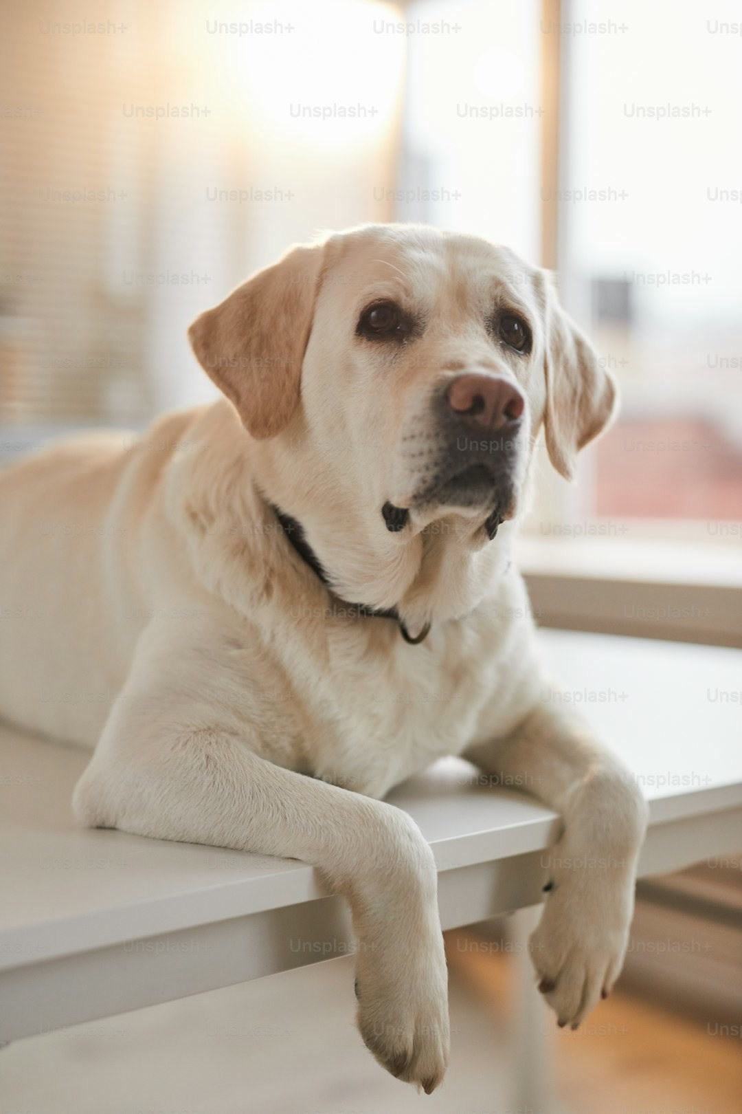 Vertical portrait of white Labrador dog lying on examination table at vet clinic