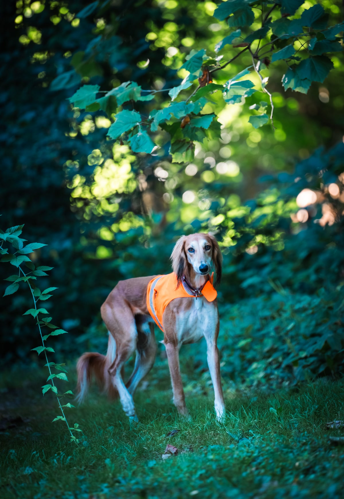 A dog wearing an orange vest in the woods