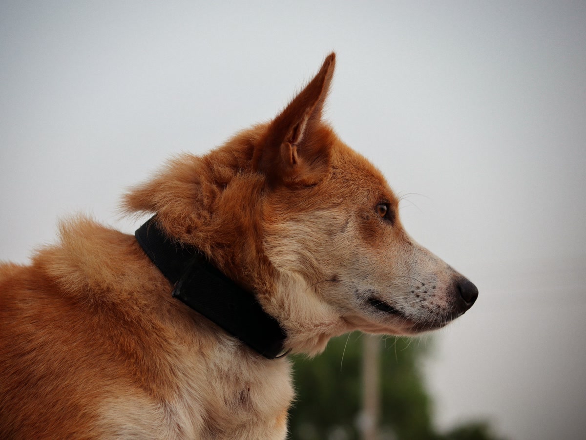 Furry Dog in Side View