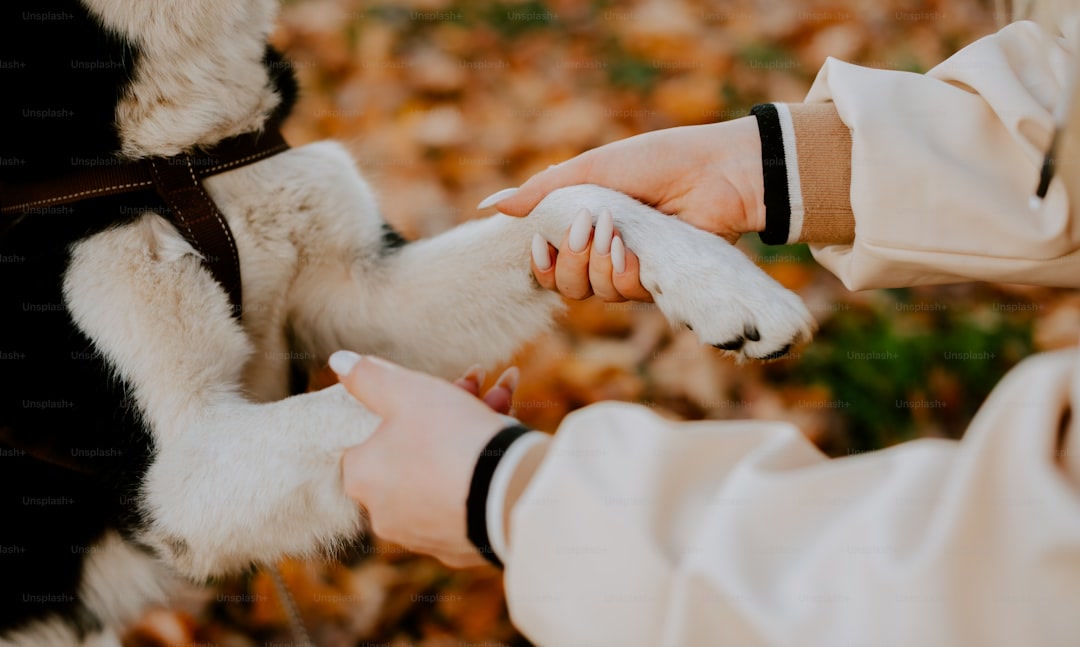 a person holding a dogs paw while its being petted