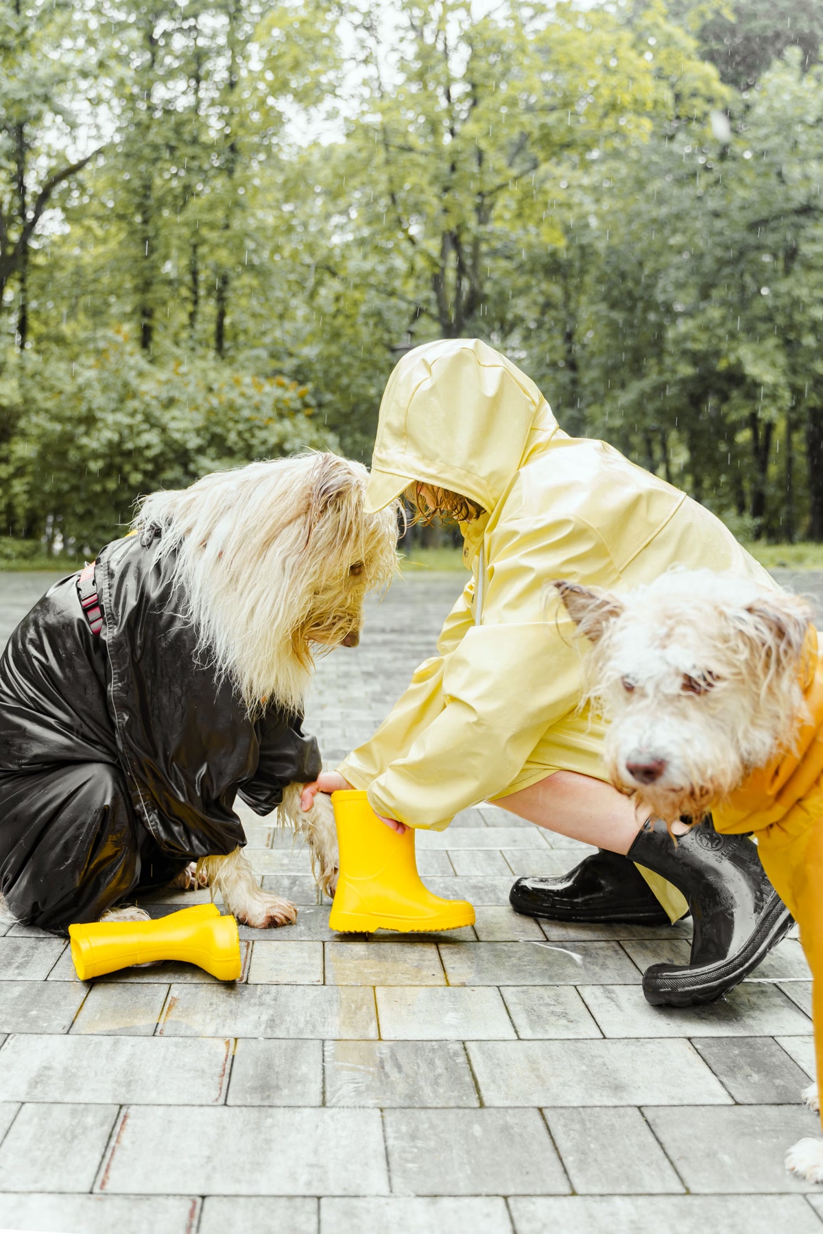 Woman Putting Rain Boots on Dogs