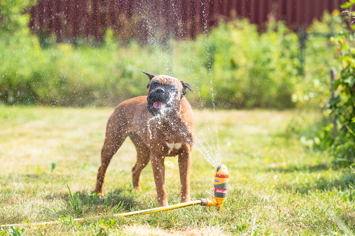 boxer dog plays with a garden sprinkler on a summer day on the lawn