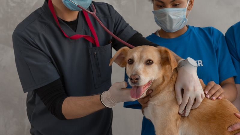 healthy dog diet
