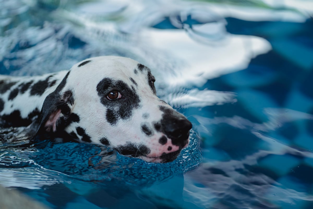 A Dog in the Water