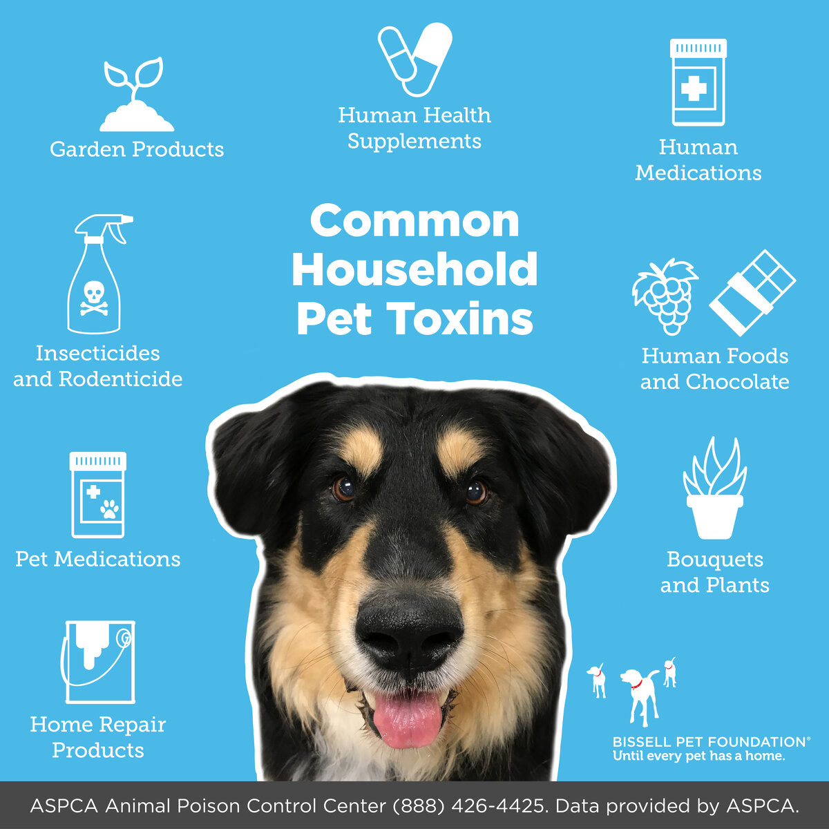 Protect Your Pets From Household Poisons - BISSELL …