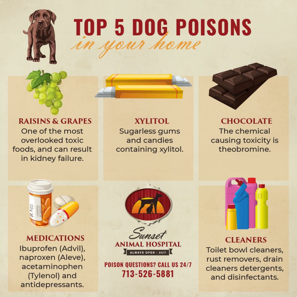 PET POISON PREVENTION WEEK | Sunset Animal Hospital