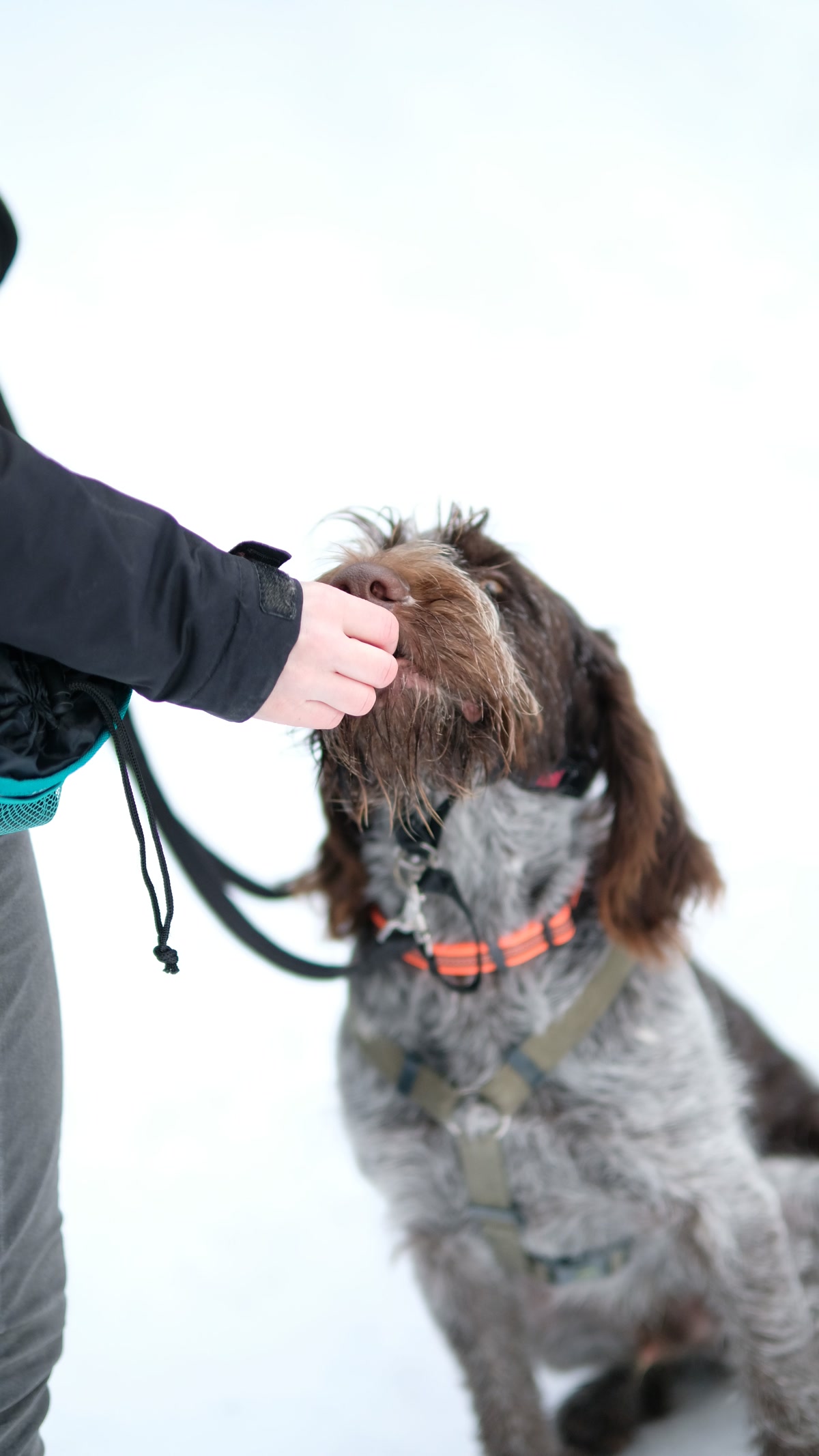 German Wirehaired Pointer Receiving Treat Outdoors