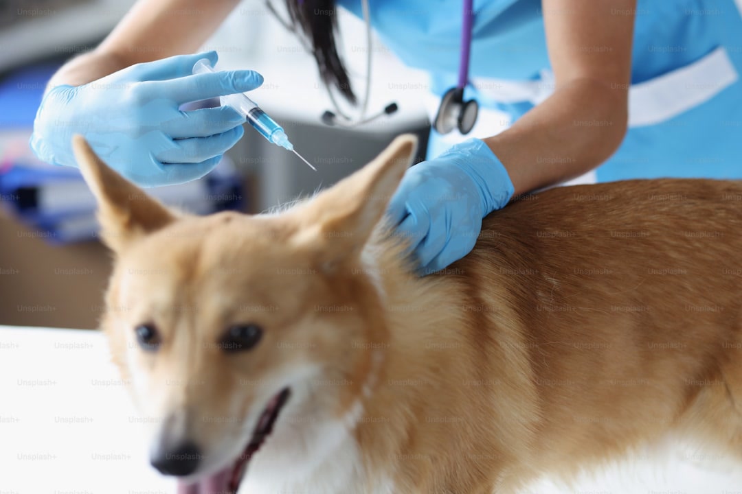 Veterinarian giving injection of medication to dog in clinic closeup. Pet vaccination concept