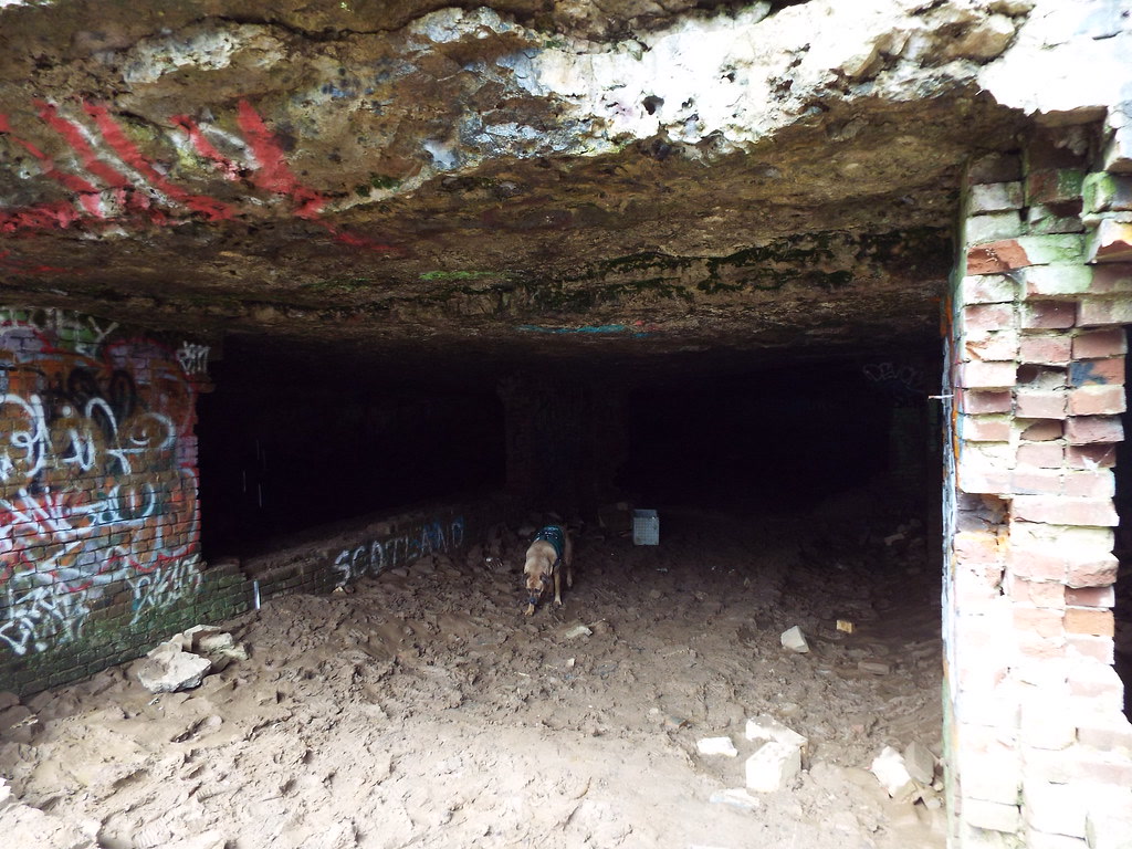 Savage Dog Exits Cave