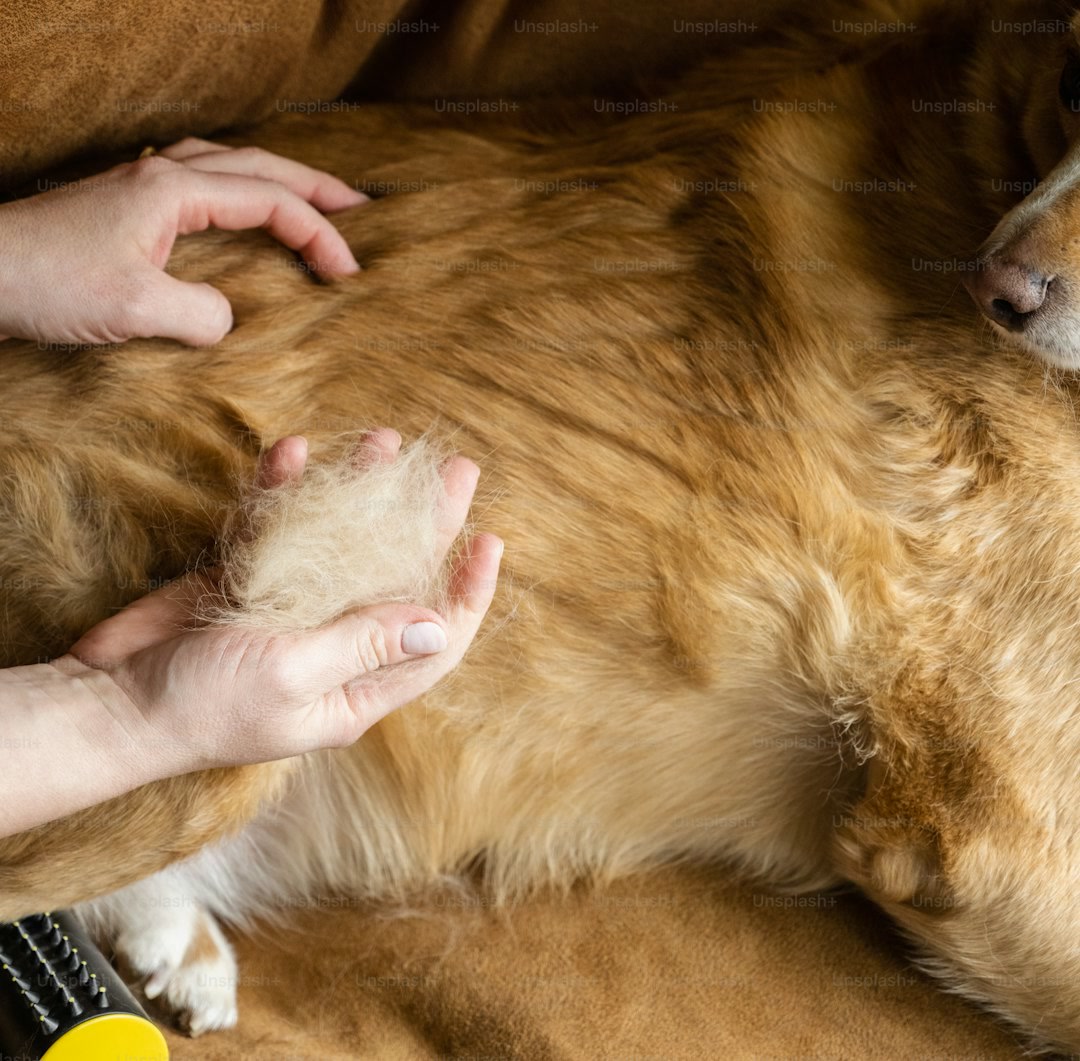 a brown dog laying on top of a persons lap