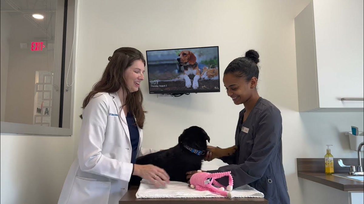Your New Puppys First Vet Visit: What to Expect - YouTube