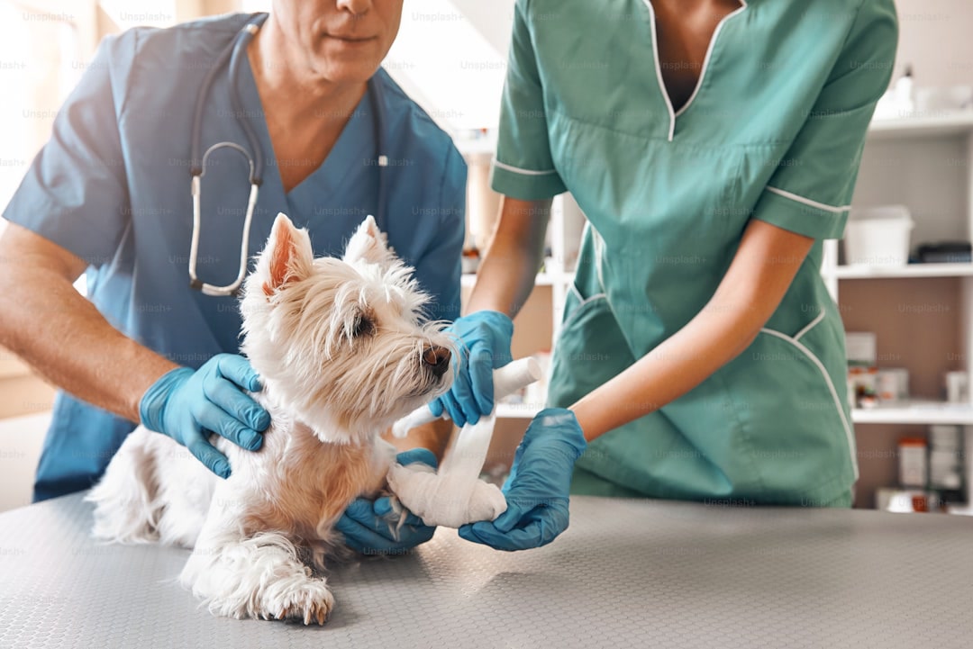 We are always here to help. A team of two veterinarians in work uniform bandaging a paw of a small d