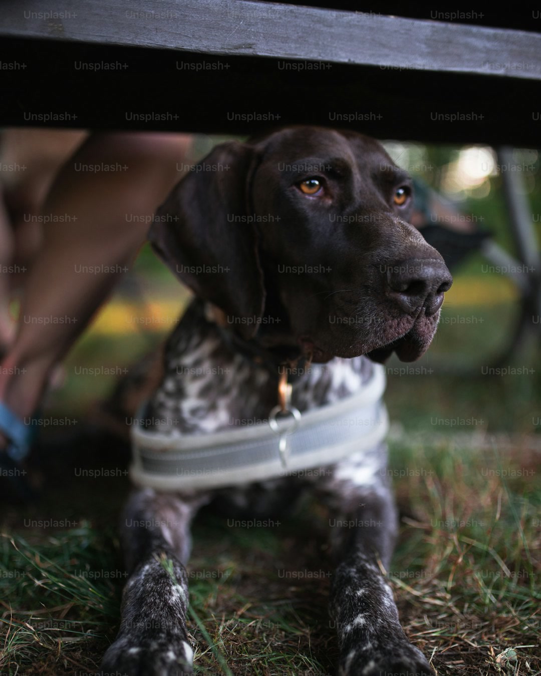 a dog sitting under a bench wearing a shoe