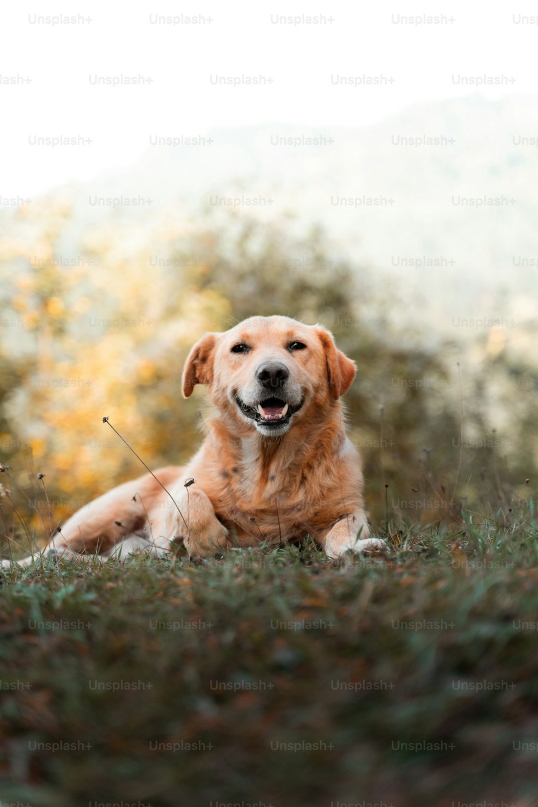 a golden retriever laying in a field of grass