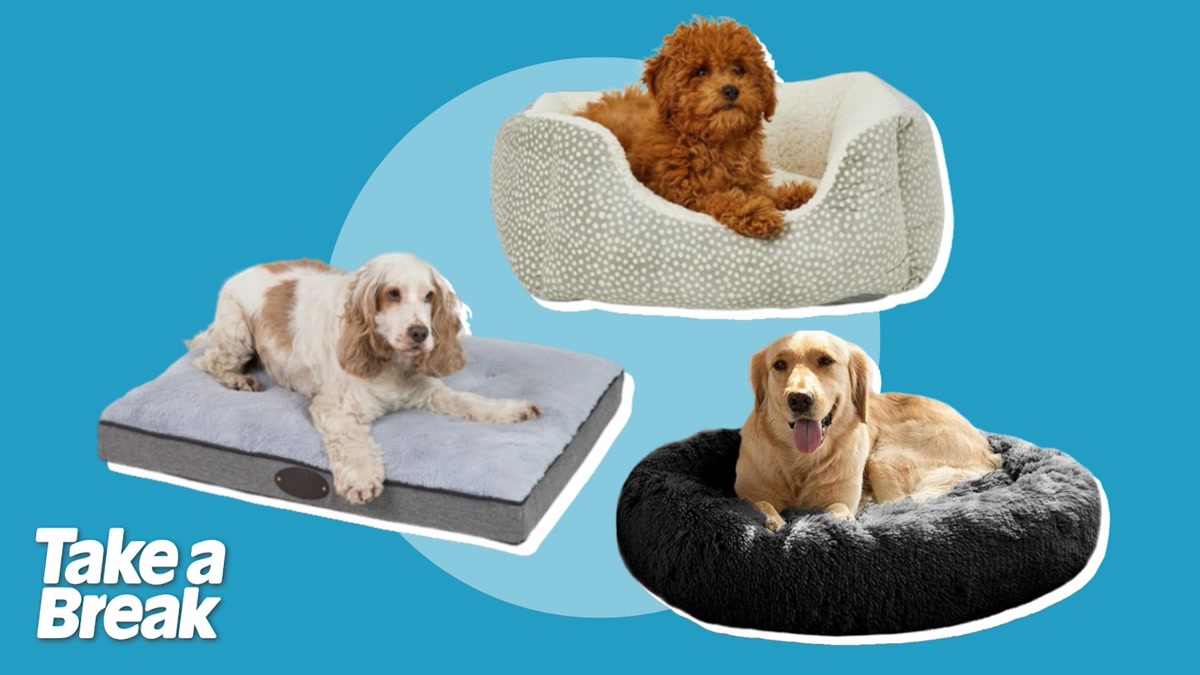 Best budget dog beds under £50 2024: Explore the variety