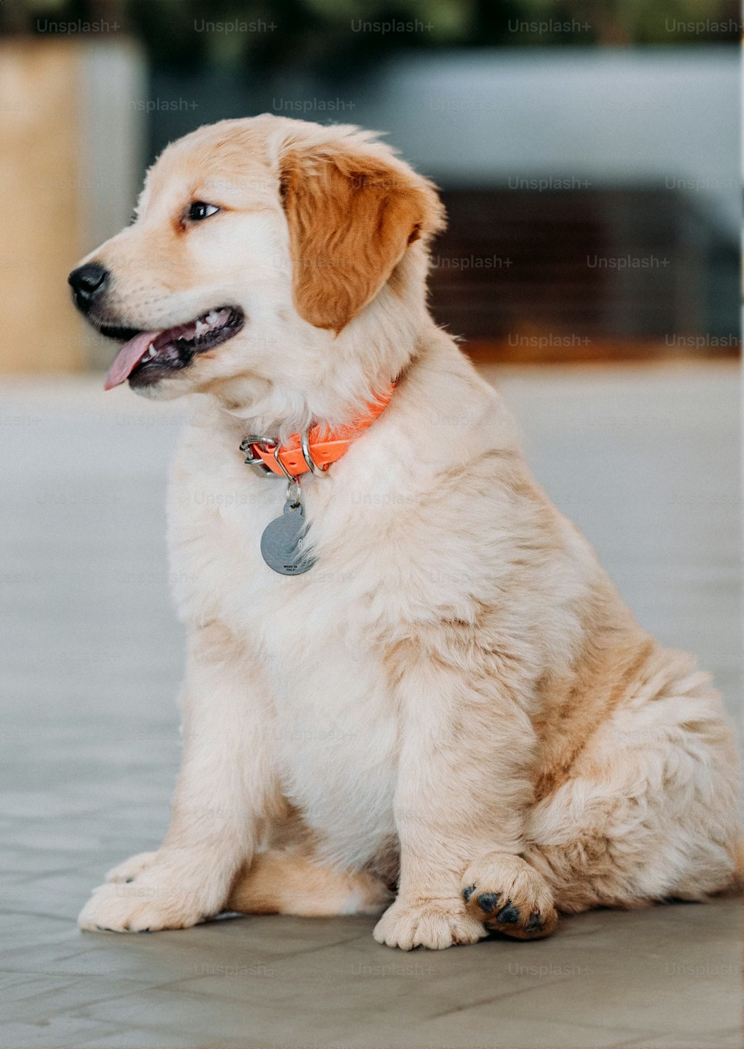 a brown and white dog sitting on the ground