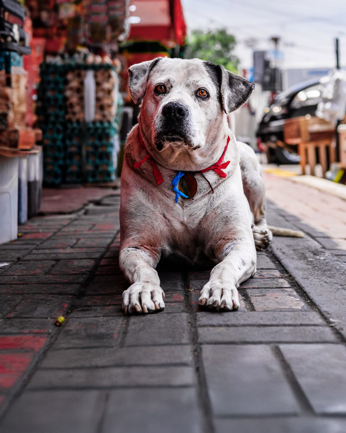 Alert Dog Posing in Busy Peruvian Street Market