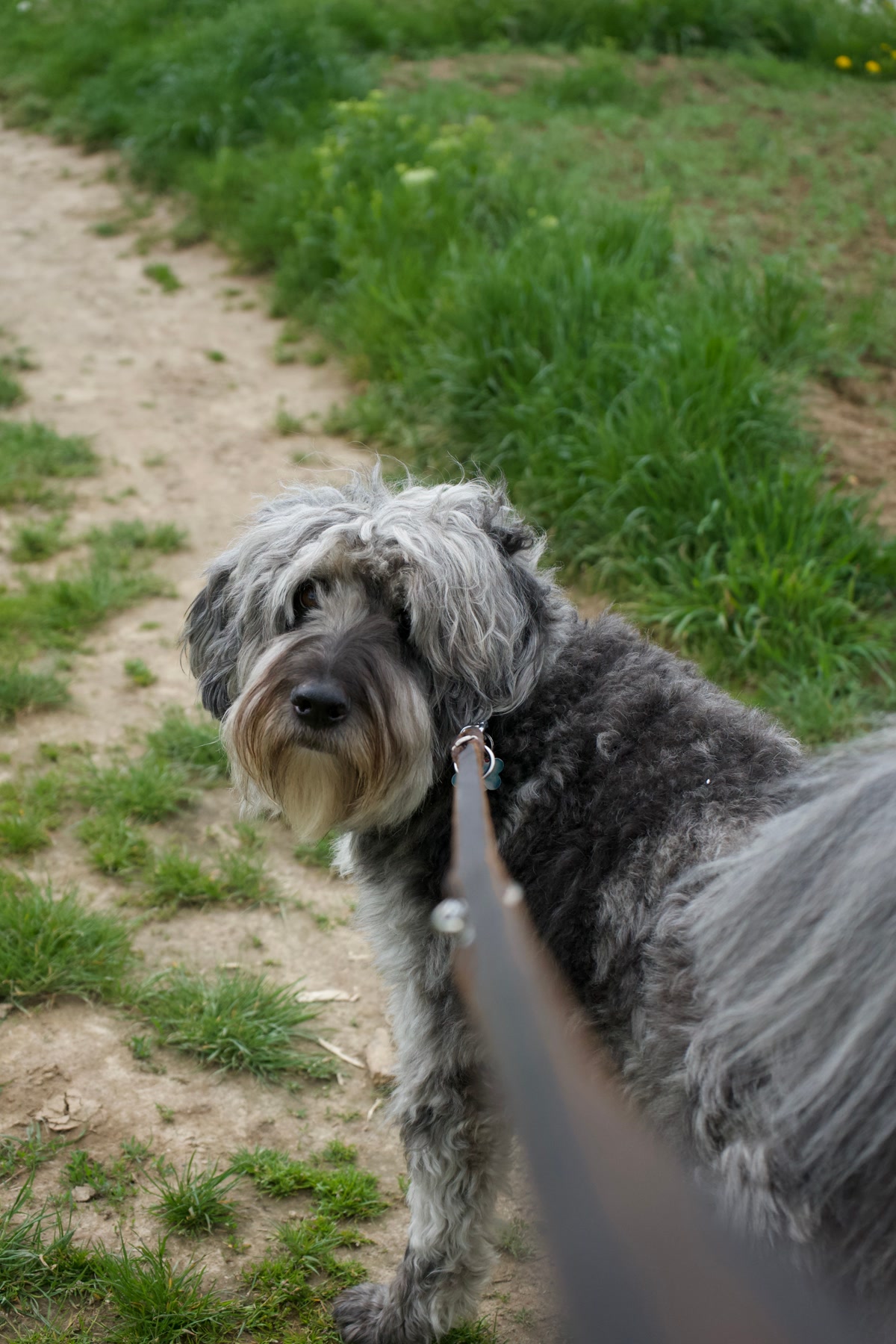 A Dog on a Leash