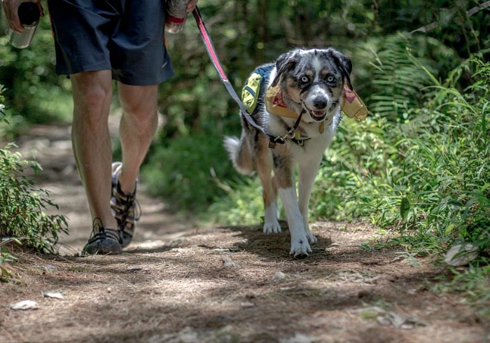 7 Tips for Handling Off-Leash Dogs While Hiking ...