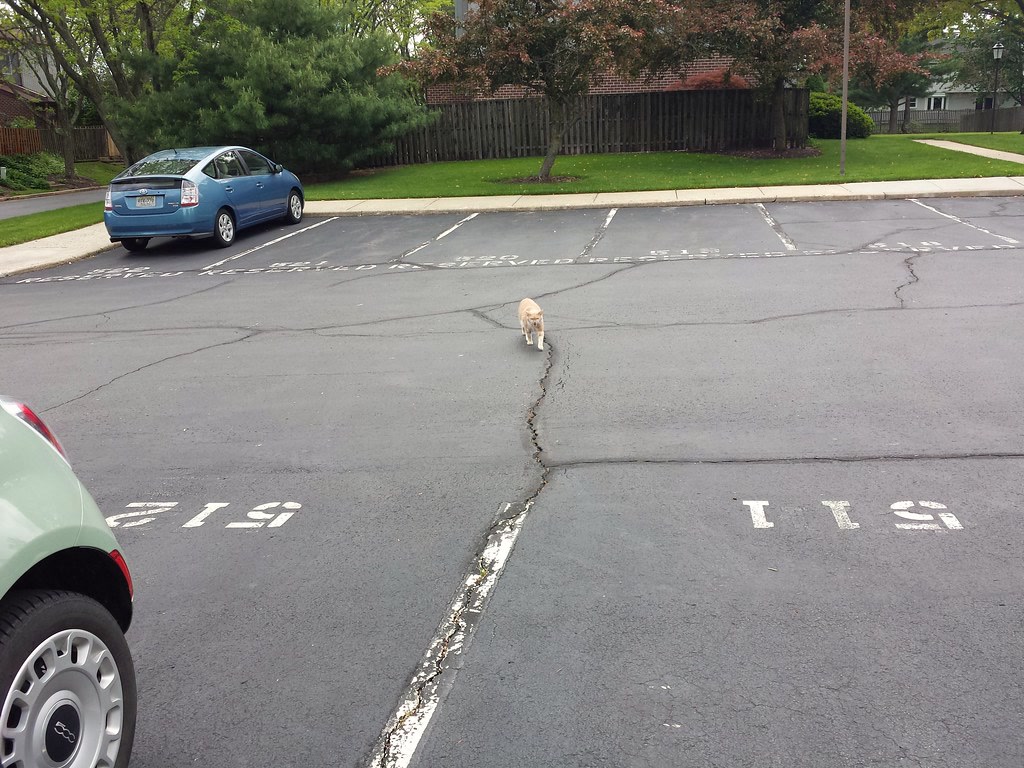 Its the little things... like being greeted when I come home.