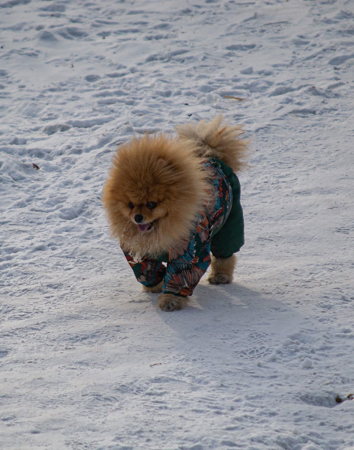 A Pomeranian Dog Walking on Snow