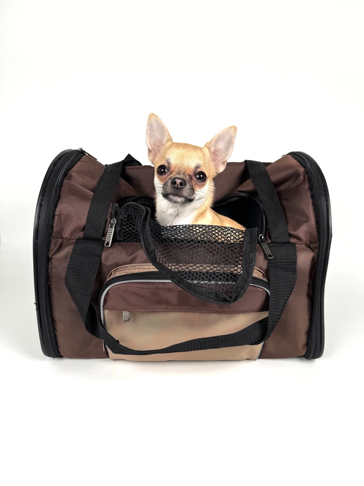 Chihuahua in a Pet Carrier Against White Background