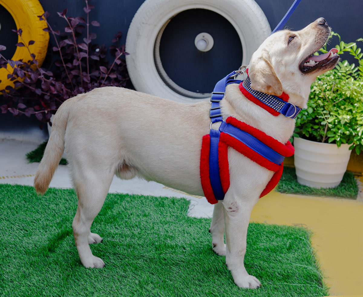 FUR HARNESS SET WITH DOG