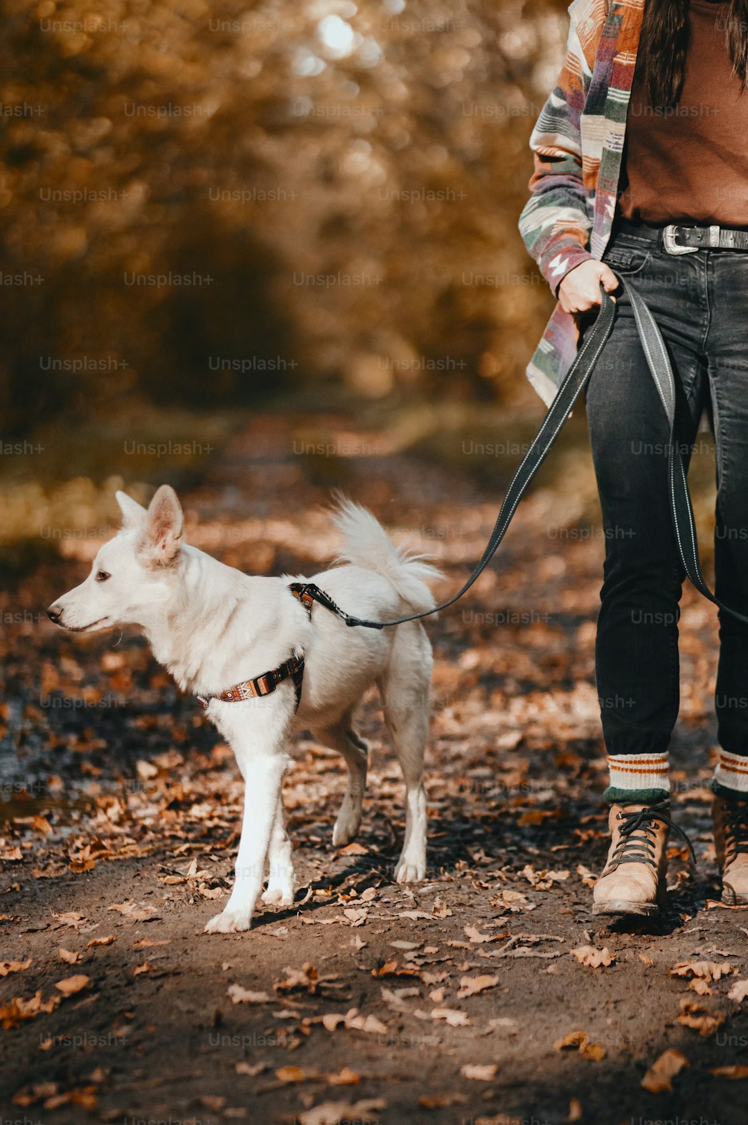 Stylish woman hiking with adorable white dog in sunny autumn woods, crop view. Cute swiss shepherd p