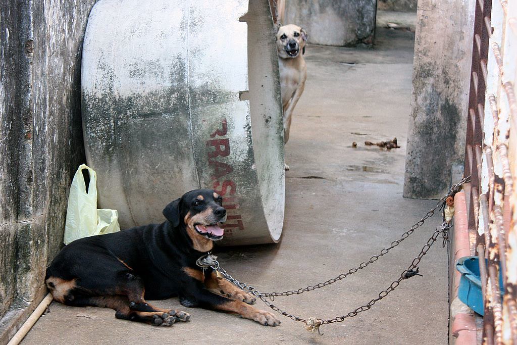 Cachorros presos / Dogs in collar