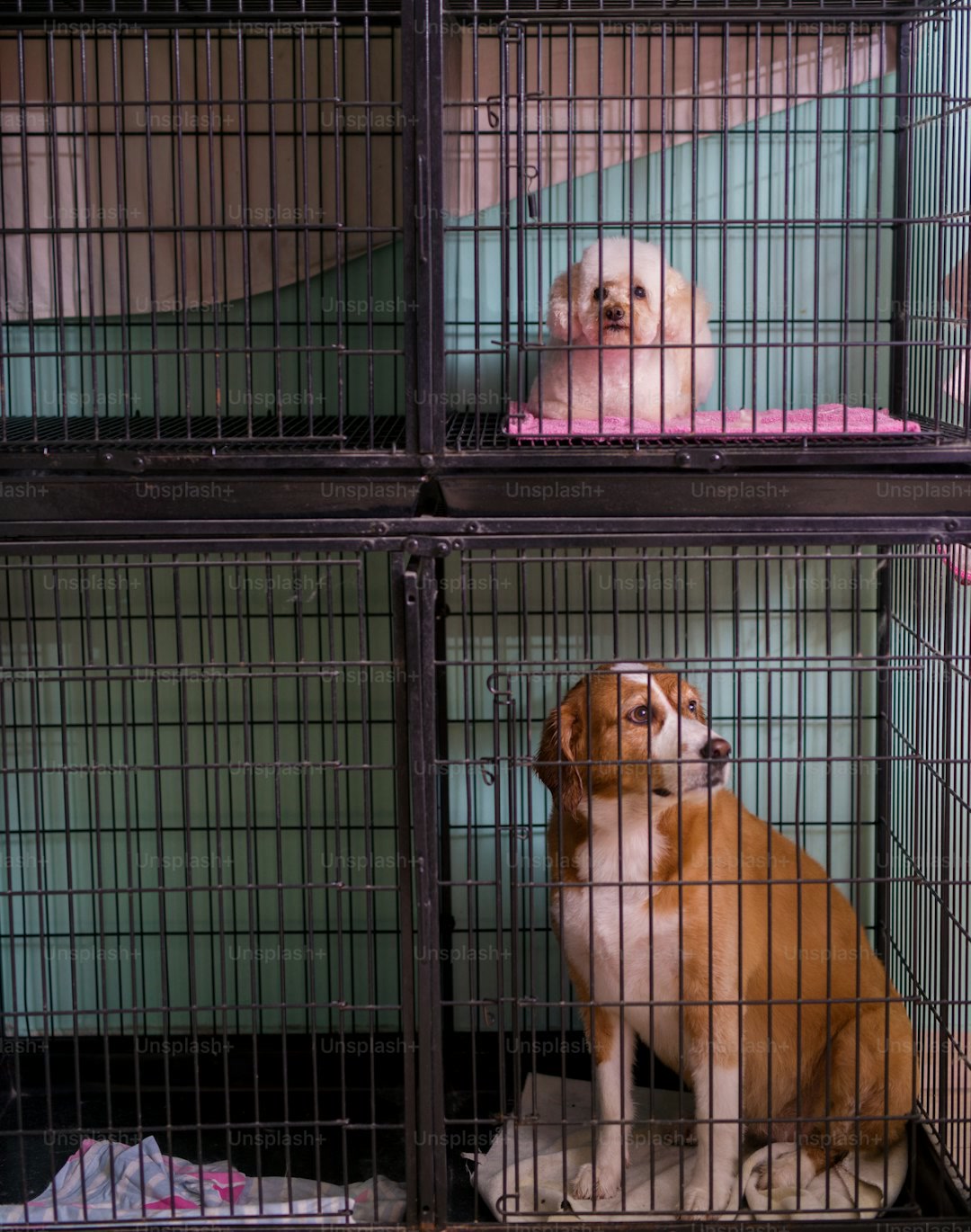 Sad small white and bigger white and brown dog sitting in cages stacked on each other waiting to fin