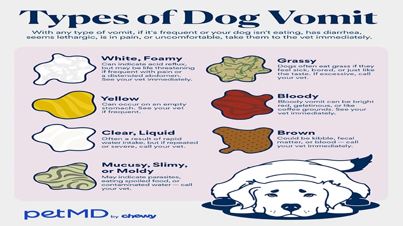 dog dental care products comparison toothpaste chews and wipes