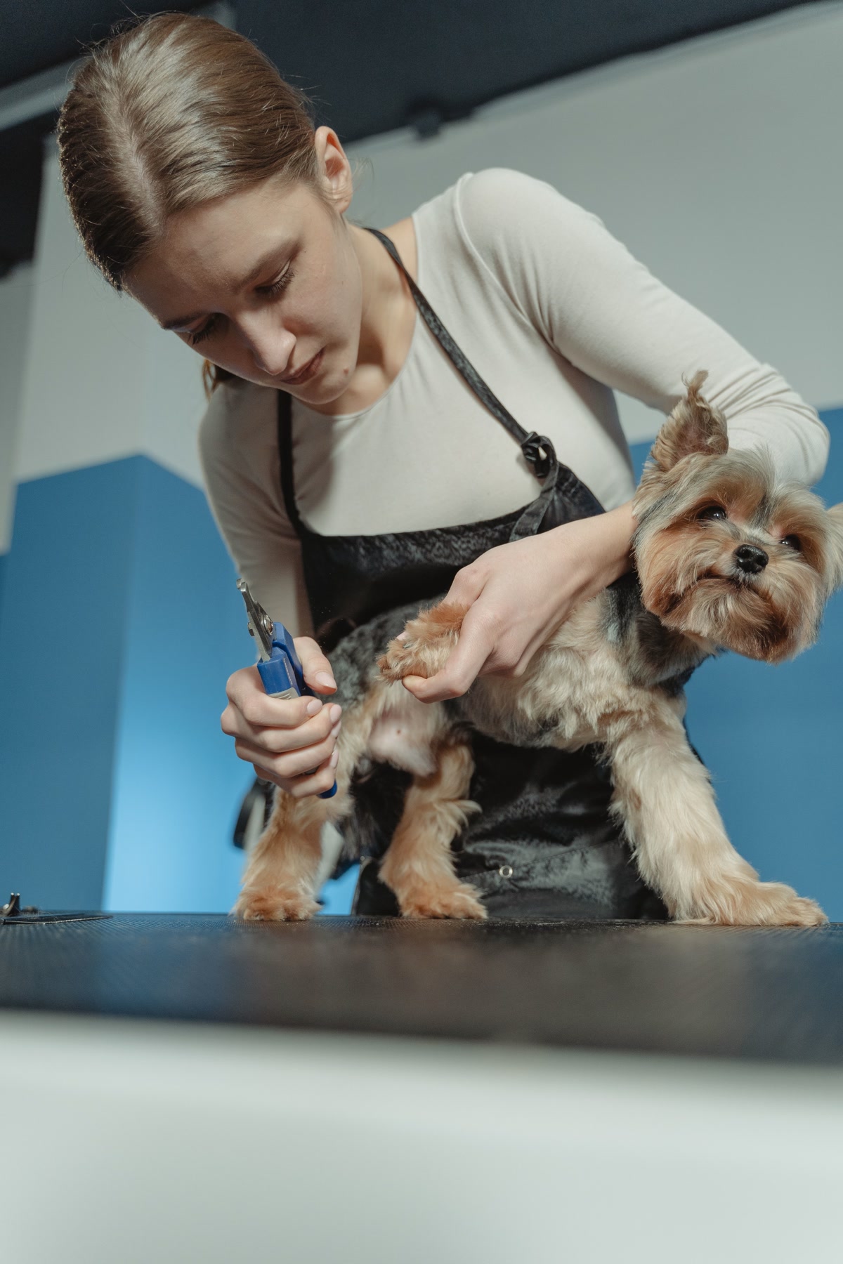Professional groomer trimming nails of small dog on grooming table