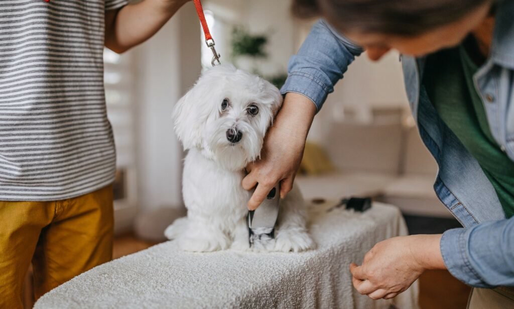 woman trimming dog hair with clippers at home