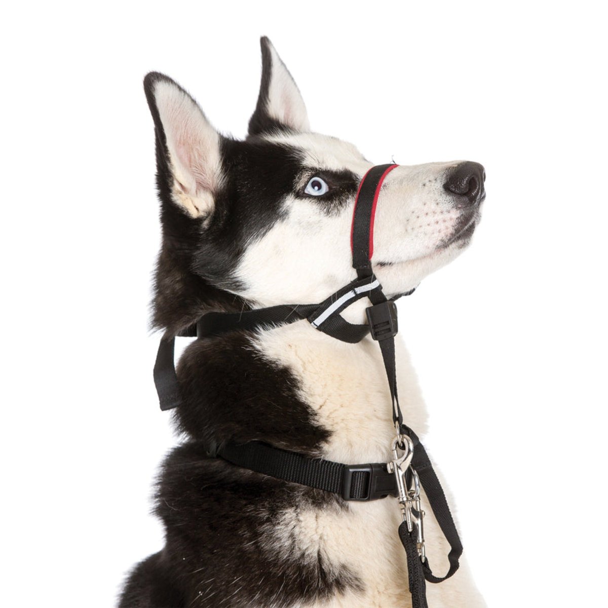 Halti head collar product photo for dogs that pull