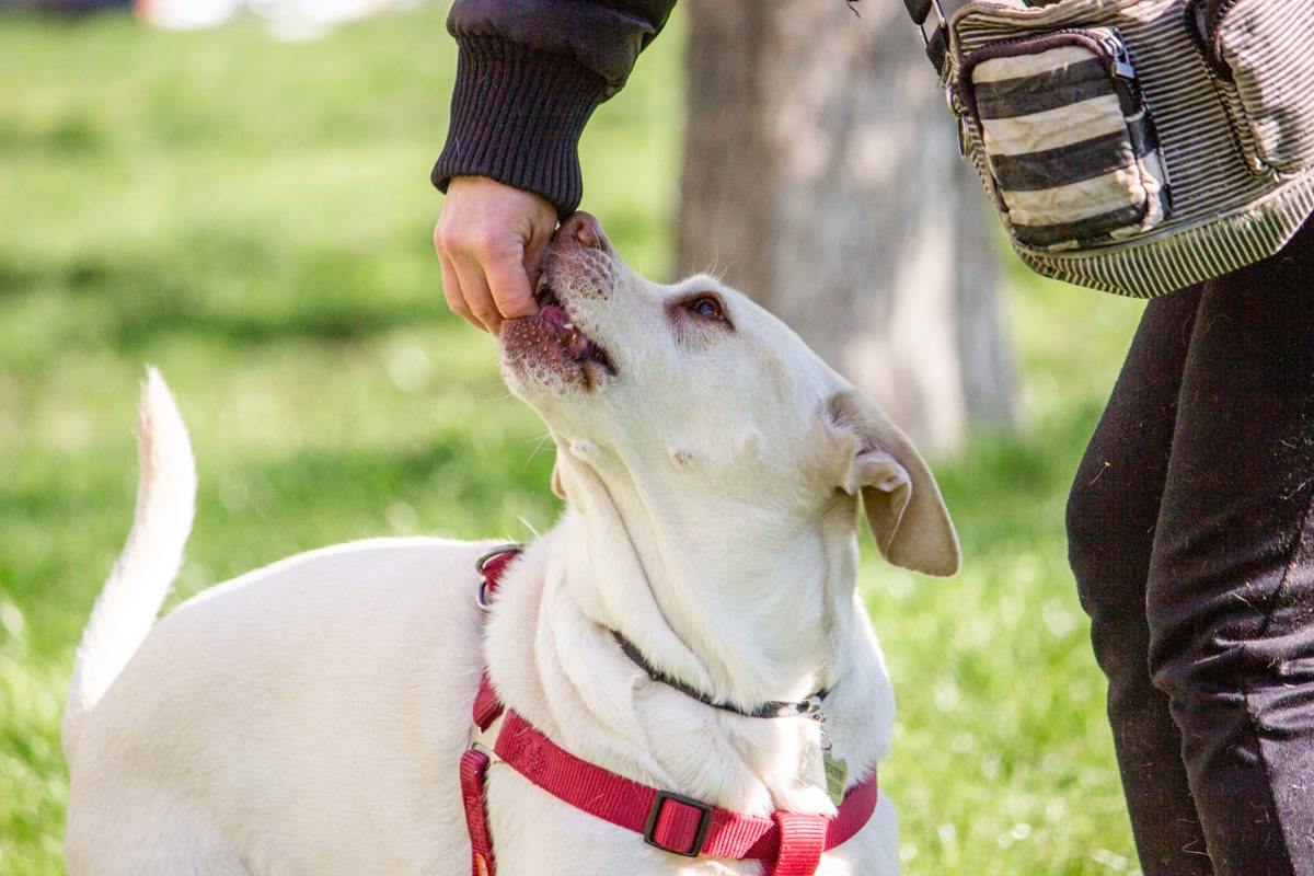 Person giving dog treats for positive crate training reinforcement