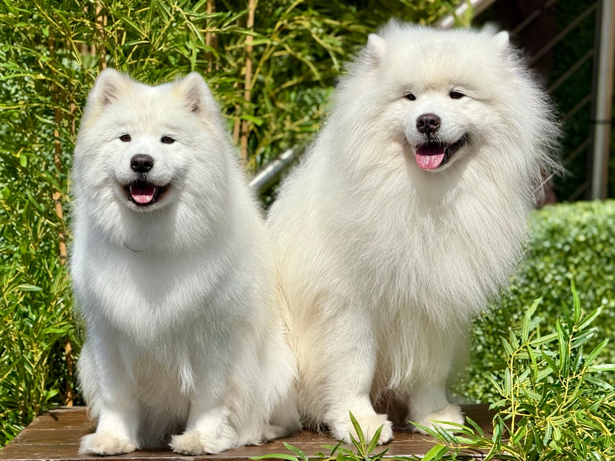 Two fluffy white Samoyed dogs looking happy and clean after grooming session