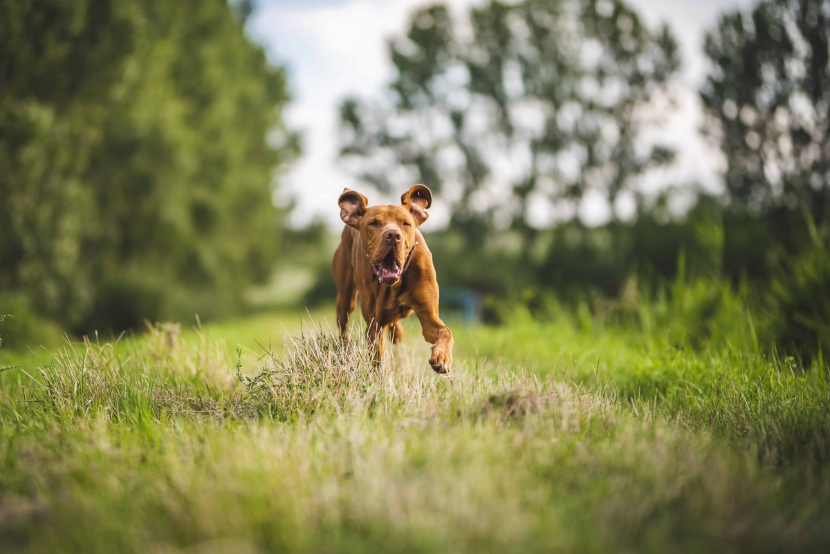 Healthy brown vizsla dog running joyfully through grassy field for preventive care