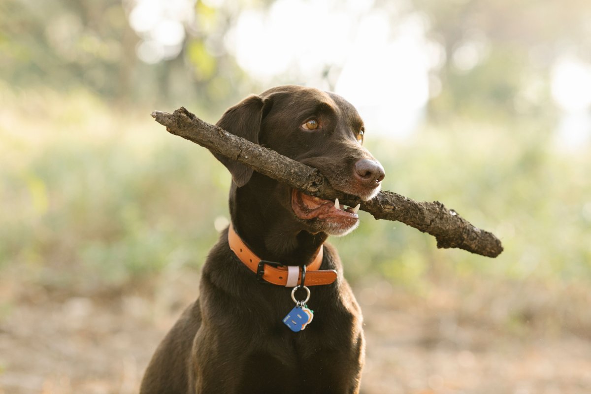 A dog wearing a smart activity tracking collar outdoors in a park