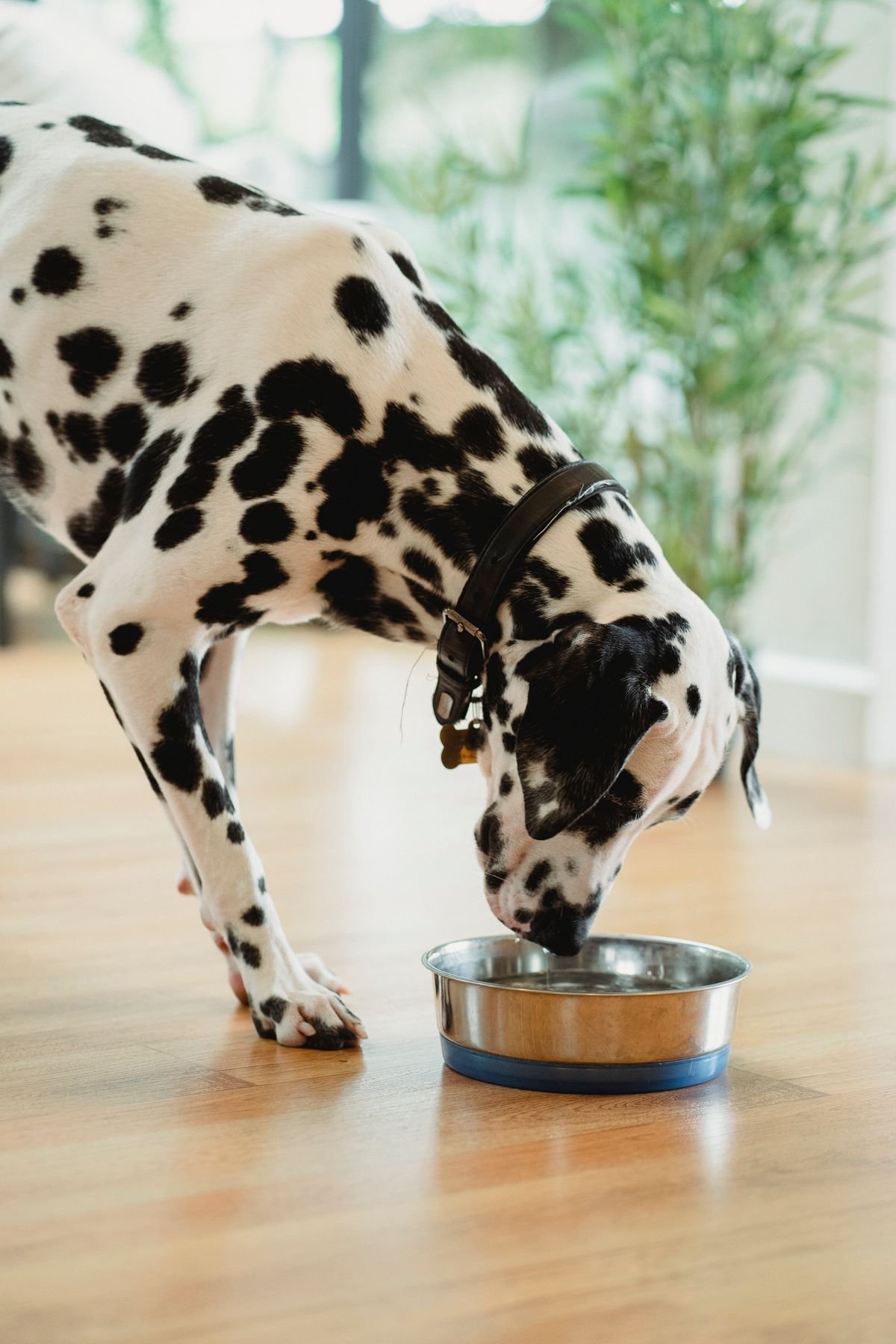 Dog eating from a food bowl at home