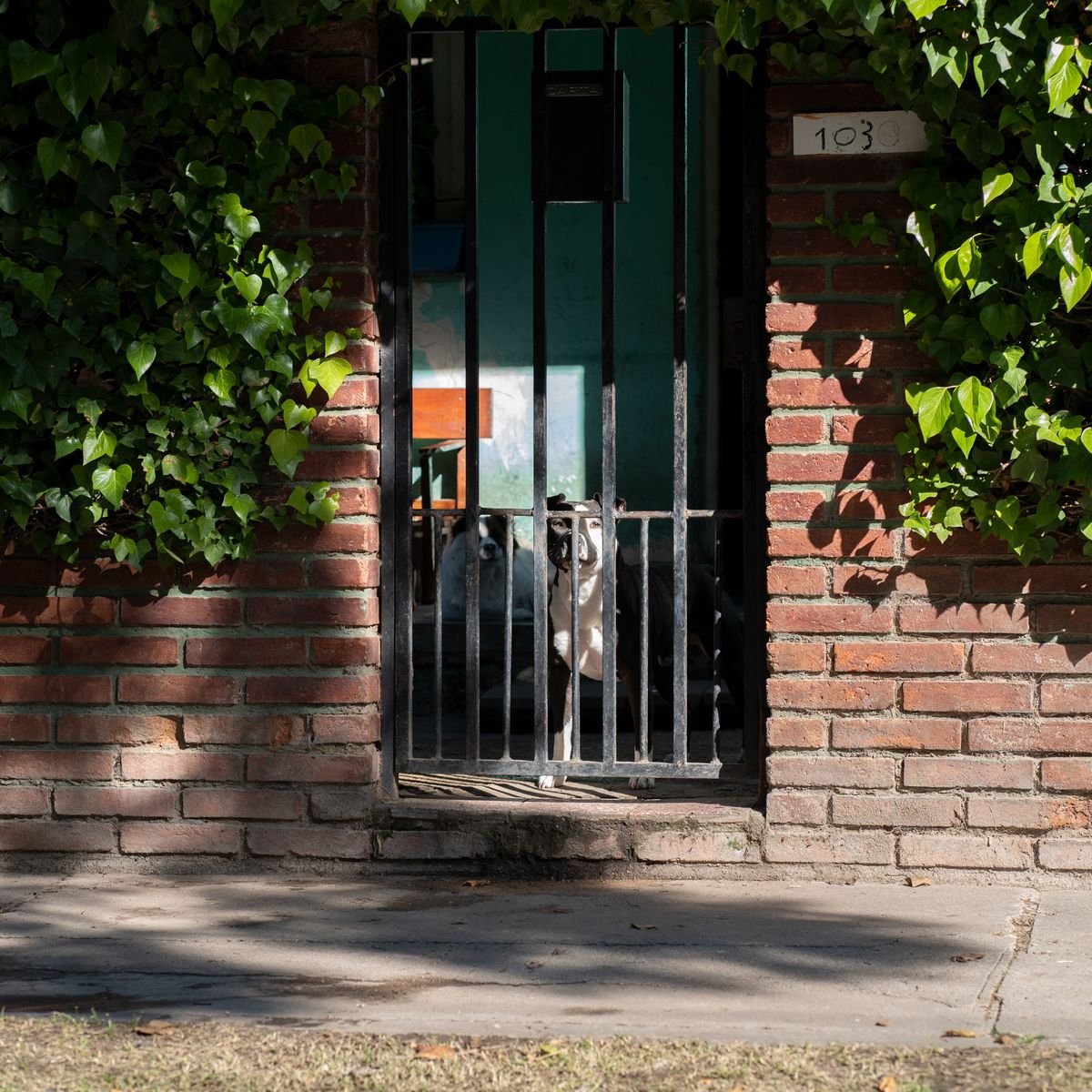 Dog behind a pet gate at home